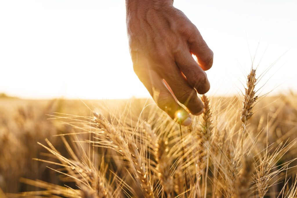 Cropped image of man examining harvest at cereal field