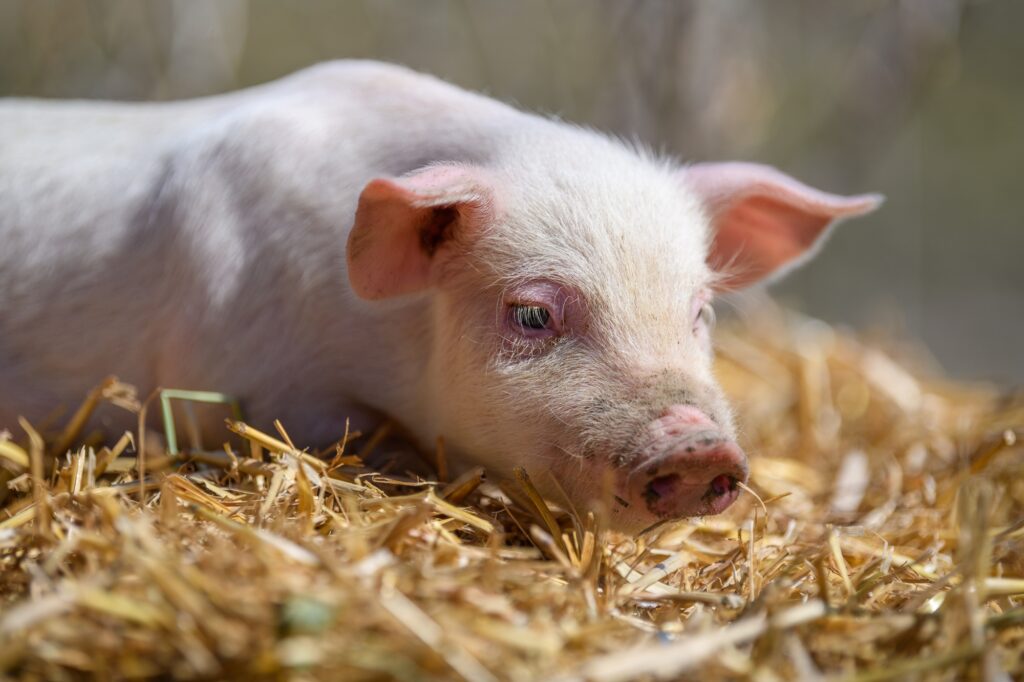 Piglet on hay and straw at pig breeding farm