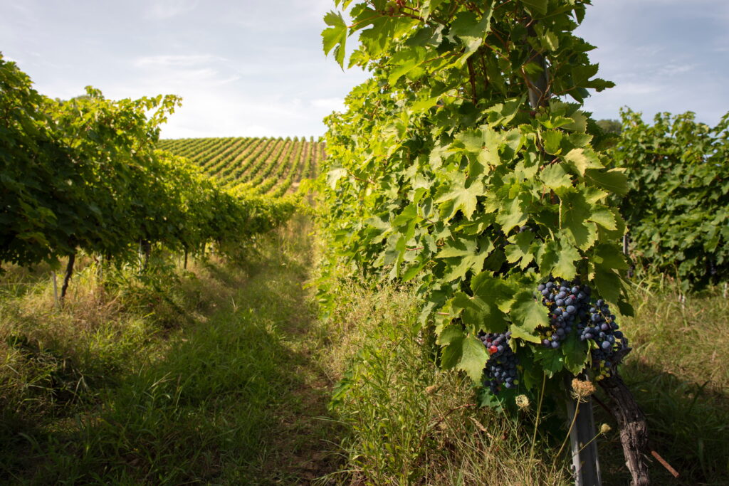 Vineyards with red grape for wine making. Big italian vineyard r