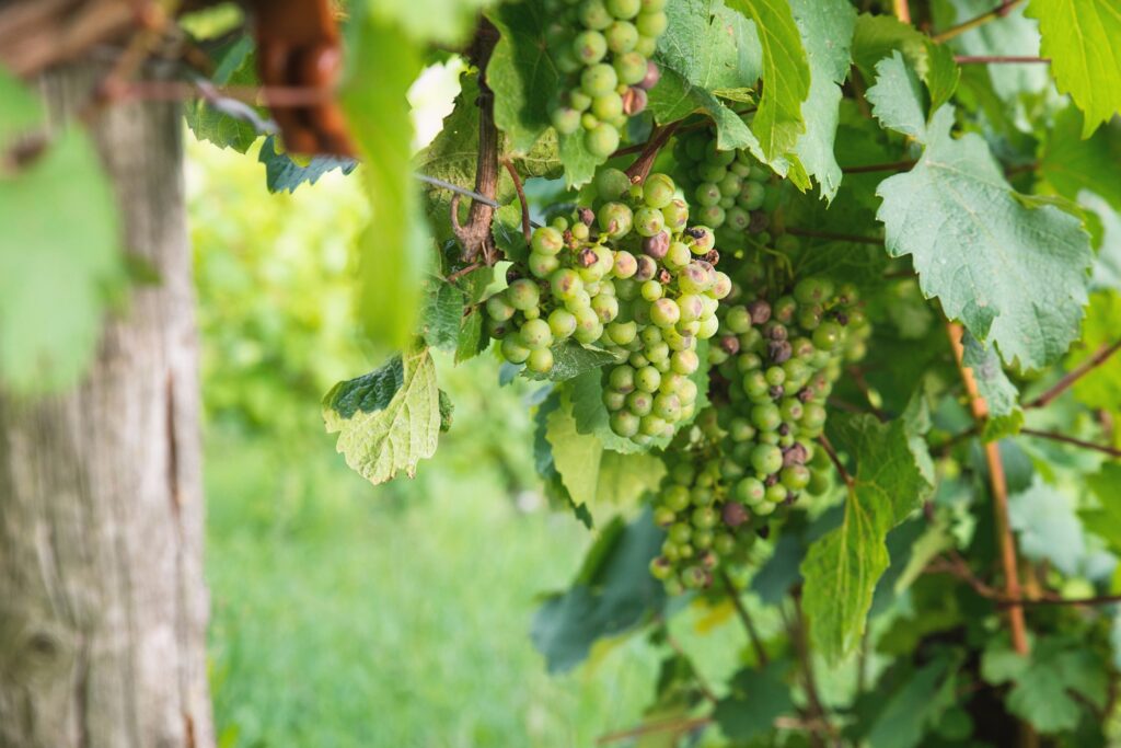 Wineyard with fresh grapes in Trier, Moselle Valley